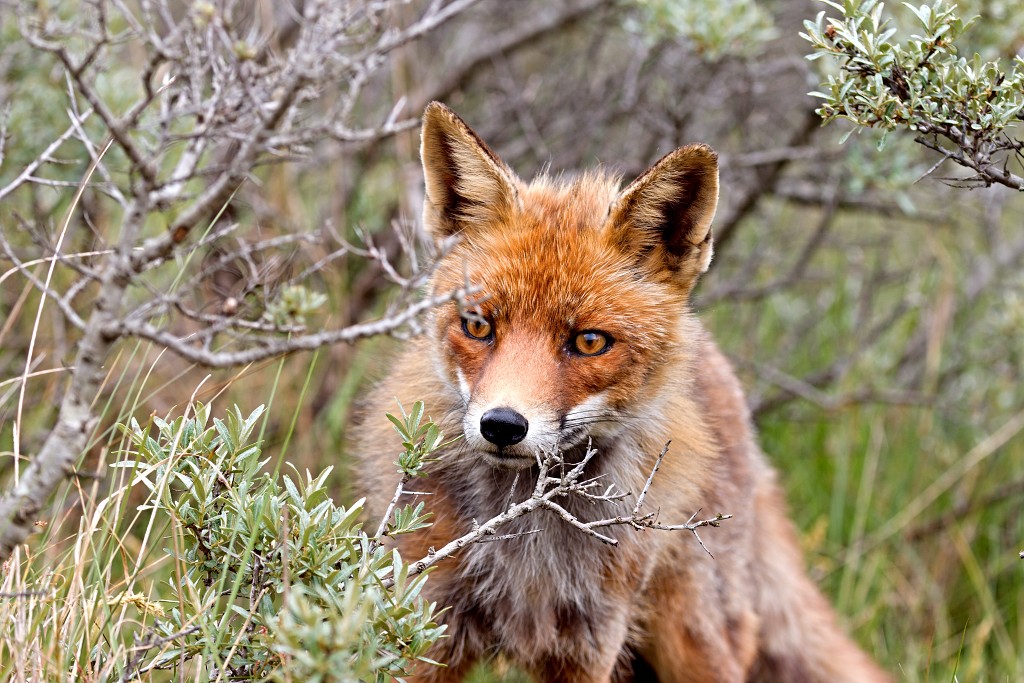AWD Amsterdamse Waterleidingduinen natuurgebied polder bos vos hert herten damhert duinen zandvoort waterwingebied